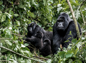 7 Days Mountain Gorillas, Nyiragongo Hike, Idjwi Island Visit & Lowland Gorillas Tour